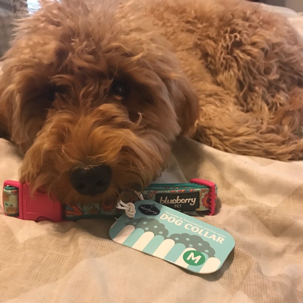 Brand new Blueberry Dog Collar size Medium